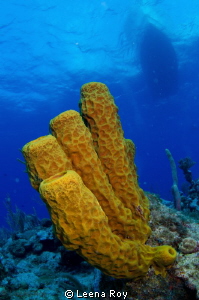 sponges under boat by Leena Roy 